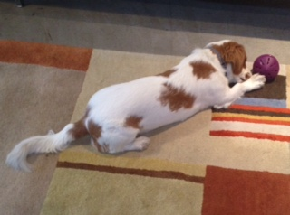 Illustration for article titled Daily Squee: There's A Dog In The Office!-Now with Picture!